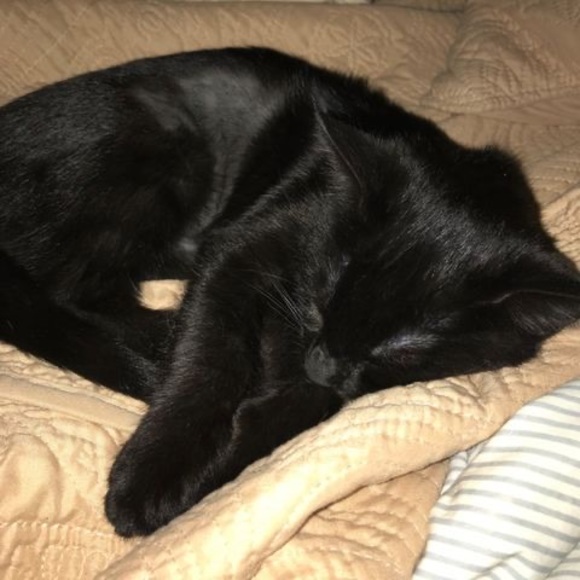 Meet your Posher, Lorri - Picture 1 of 1